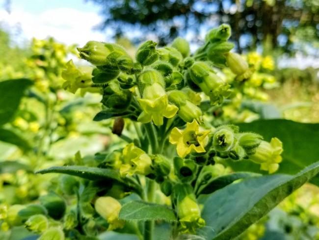 Махорка (Nicotiana rustica) или по-китайски хуанхуа янь «табак с желтыми цветами»