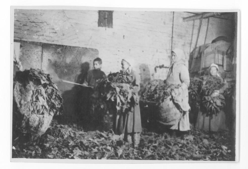Склад листового табака на фабрике &laquo;Дукат&raquo;,1925 год.